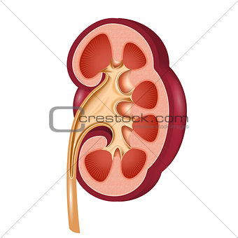 Kidney anatomical cut - human organ in section