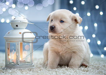 White puppy sitting next to a Christmas flashlight