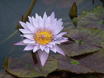 Light Purple Water Lily
