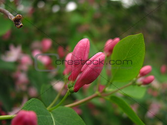 Pink Honeysuckle buds