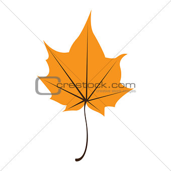 Orange maple leaf isolated on white background