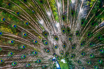 Peacock showing off his bright tail