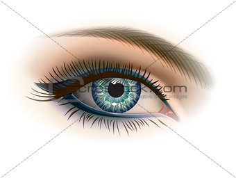 Female gray eye with makeup