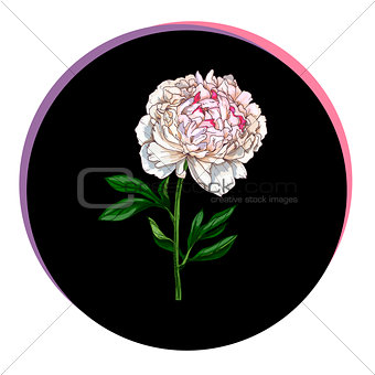 Beautiful peony flower in a black circle. Floral vector.