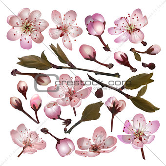 Set of Blossoming sakura pink flowers