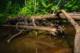 The old tree fallen into the creek.