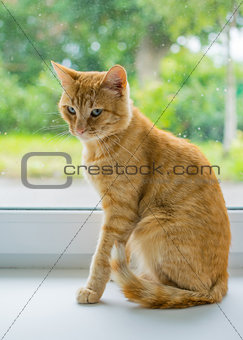 Red cat sitting at the window