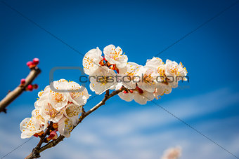 Apricot blossom. Fresh spring background