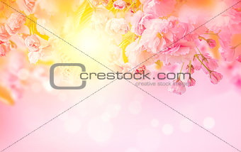 Beautiful sakura pink flower cherry blossom and sun background. Greeting card template. Shallow depth. Soft toned. Spring nature