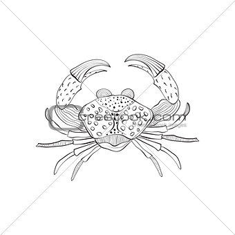 Vector  Crab