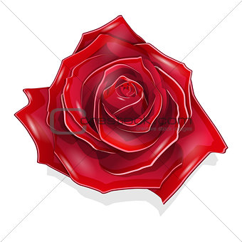 Stock Illustration Scarlet Rose