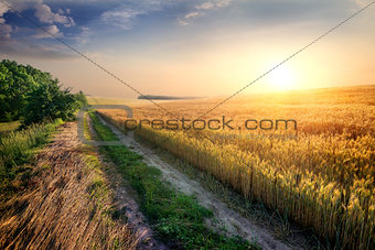 Wheat in evening