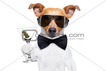 cocktail drinking  dog