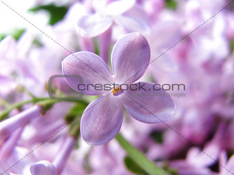 Blossoming one Lilac close up