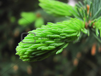 new young pine branch