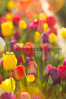 Sunlight on Fields of Tulips Flowers