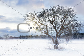 Bare tree in a snow field with sunrise