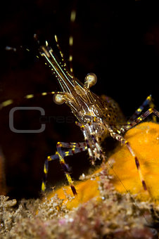 Coonstriped shrimp (Pandalus hypsinotus)