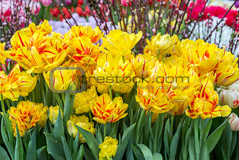 Bright fresh tulips