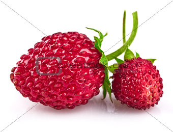 Berry wild strawberry with green leaves handful