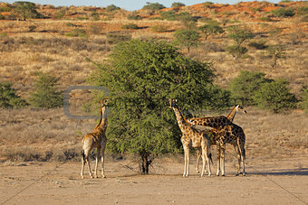 Giraffes feeding on a tree