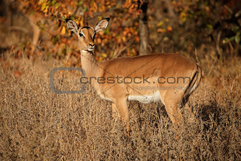 Impala antelope - Kruger National Park