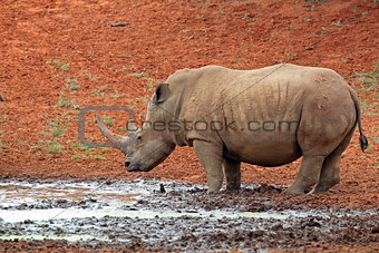 White rhinoceros at a waterhole
