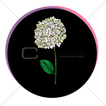 Beautiful phlox flower in a black circle. Floral vector.