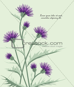 Thistle with leaves