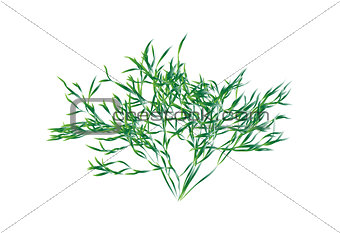 Green shrub isolated vector