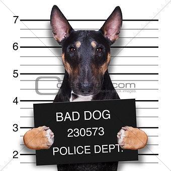 mugshot dog at police station
