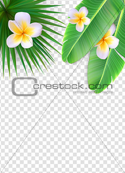Summer Natural Floral Frame on Transparent Background Vector Illustration
