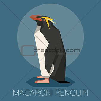 Flat Macaroni penguin