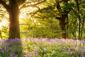 Bluebell wood with magical morning sunrise