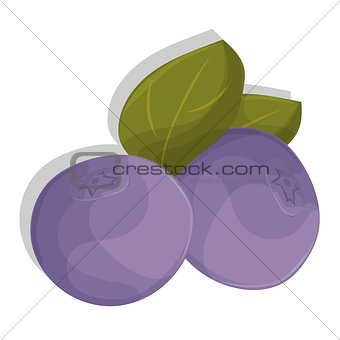 cartoon blueberries with leaves. Isolated on white. Icon for your design
