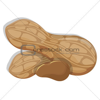vector illustration. Peanut on a white background