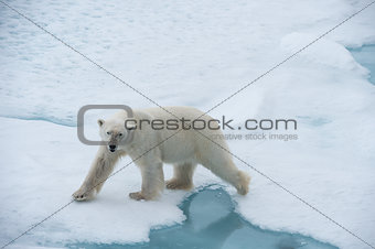 Big polar bear on drift ice edge .