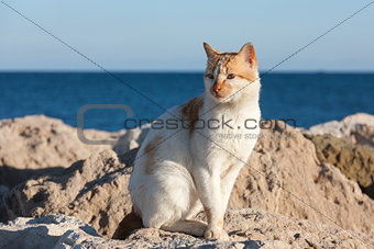 Hungry cat waiting on stone near a sea for fishing boats to return, hoping get some food