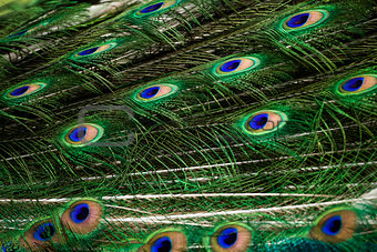 Peacock green and blue plumage