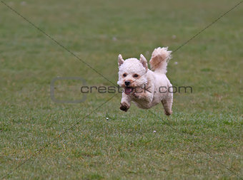 Cavapoo dog running