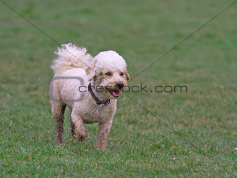 Cavapoo dog running