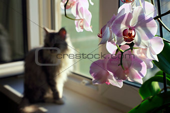 Sad cat on a window sill and an orchid