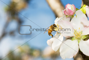 Western honey bee or European honey bee (Apis mellifera)