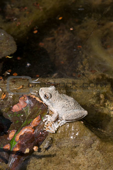 A wild grey Californian Treefrog in creek