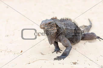 A large iguana walks the sand to the camera close-up