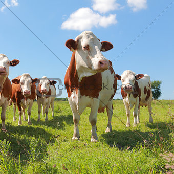 Montbeliarde cattle