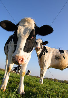 Attentive Cows
