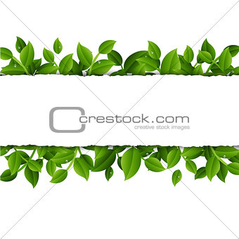 Ripped Paper With Leaves And Transparent Background
