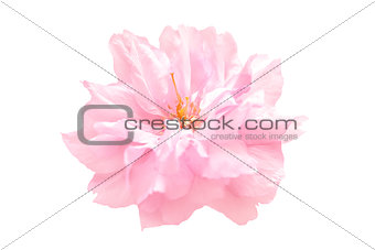 Beautiful pink sakura flower cherry blossom isolated on white background. Shallow depth. Soft toned. Greeting card template. Shallow depth