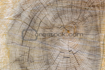 Cut through tree section with rings and cracks landscape